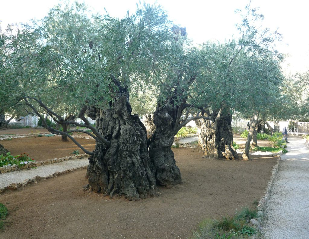 olive trees, jerusalem, israel-108855.jpg